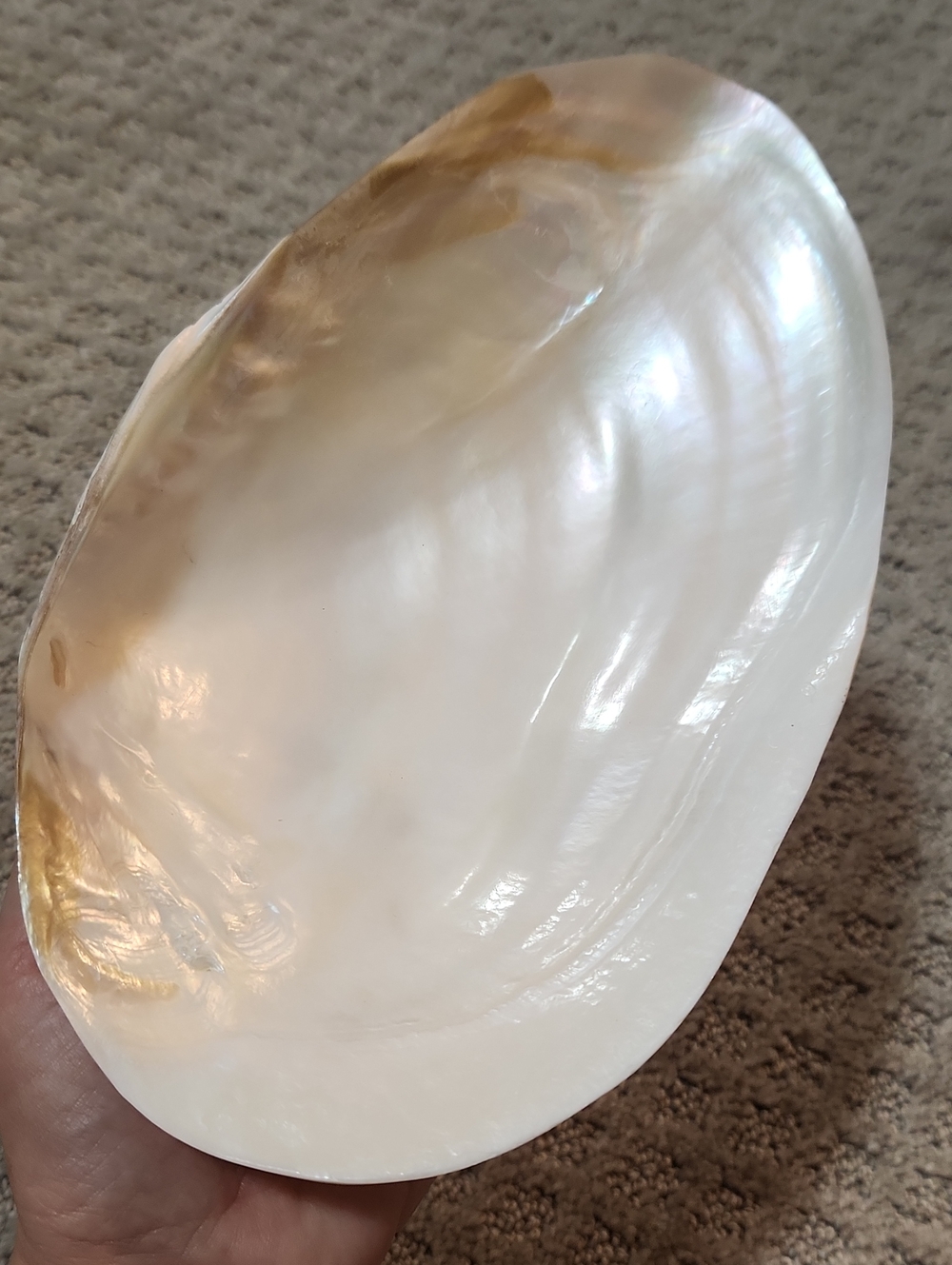 Shell Decor Iridescent Mother-of-Pearl Decorative Bowl Creamy White Iridescence - Picture 6 of 12